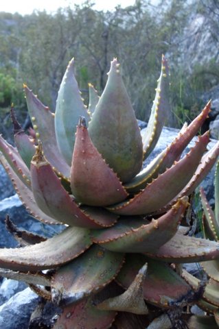 Aloe perfoliata stem-tip 